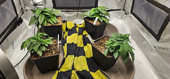 Growreport Bild 49