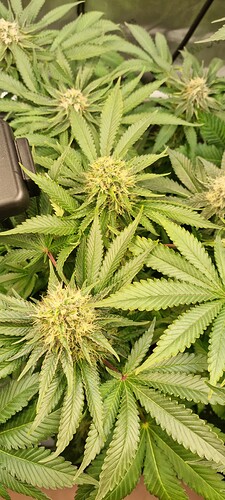 Growreport Bild 52