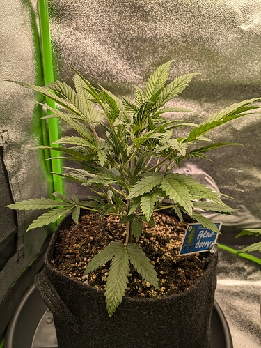 Growreport Bild 25