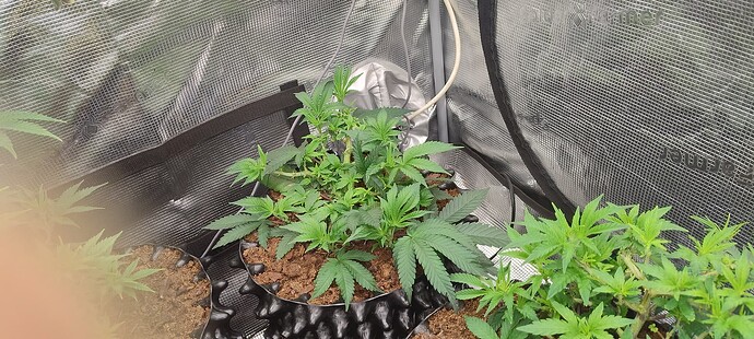 IMG_20251007_094545571_HDR