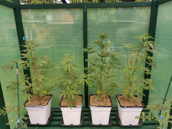 Lucky Hemp LT34 (2)