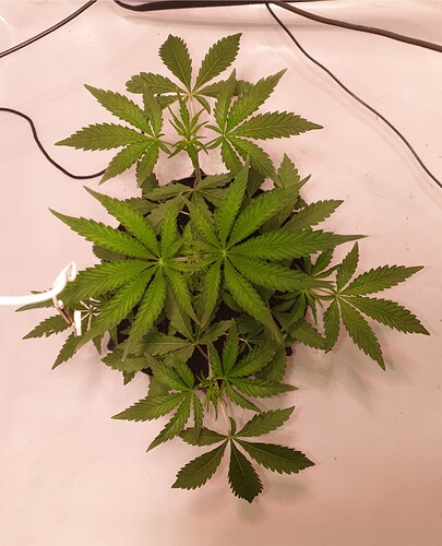 Growreport Bild 7