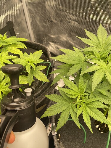 Zwei junge Cannabispflanzen in Vlies-Töpfen, eine davon wird mit einer Sprühflasche besprüht.