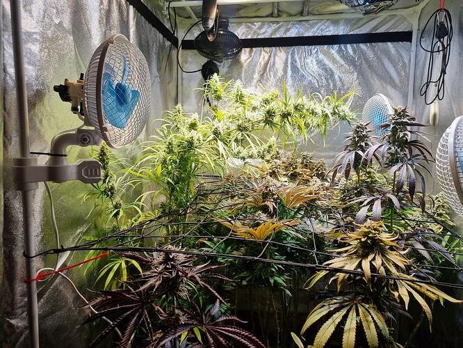 Mehrere Cannabis-Pflanzen in einem Zelt, die sich in der Blütephase befinden, mit sichtbaren Buds und Lüftern.