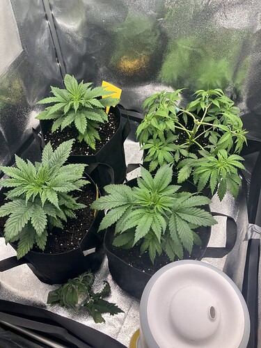 Growreport Bild 3
