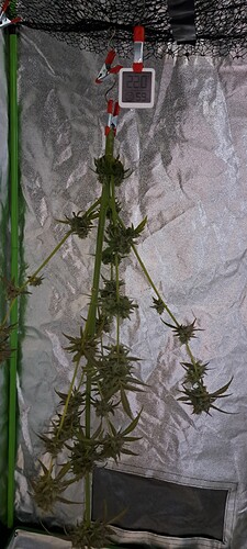 Growreport Bild 48
