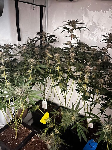 Growreport Bild 4