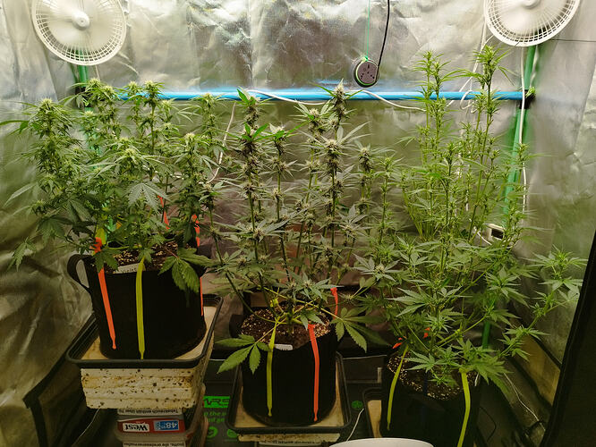 Autos Tag 42