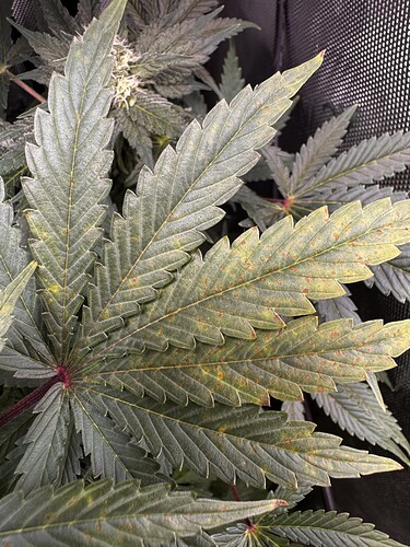Growreport Bild 1