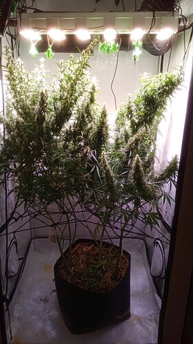 Growreport Bild 1