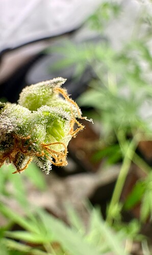 Growreport Bild 2