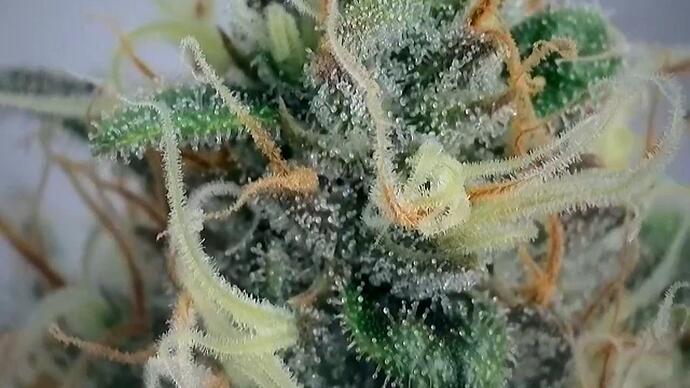Growreport Bild 12