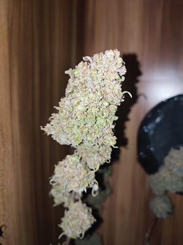 Growreport Bild 31
