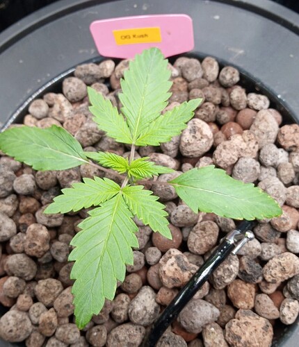 Growreport Bild 1