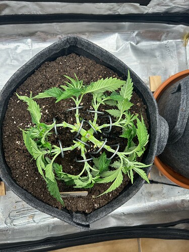 Growreport Bild 11