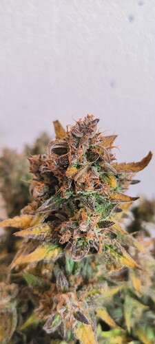 Growreport Bild 32