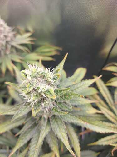 Growreport Bild 11
