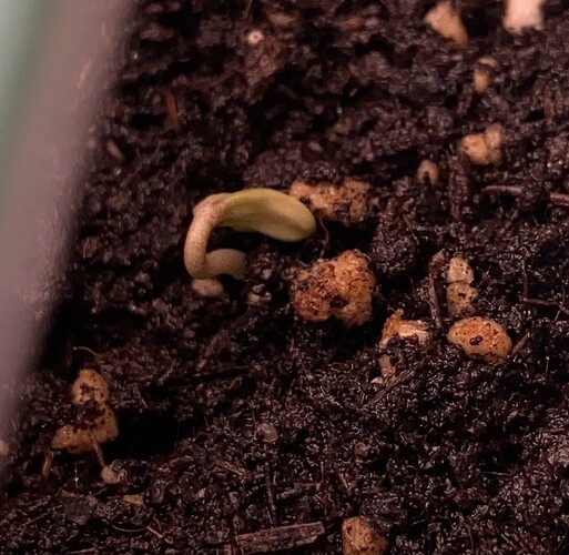 Growreport Bild 6