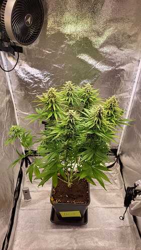 Growreport Bild 19