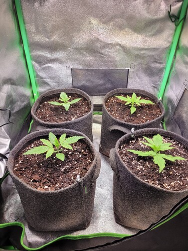Growreport Bild 5