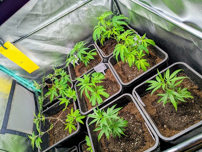 Growreport Bild 1