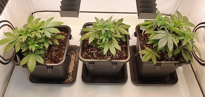 Growreport Bild 3