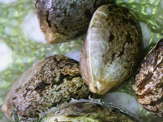 Image_2025-04-10 10_06_23_939