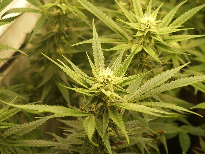 Growreport Bild 9