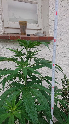 Growreport Bild 17