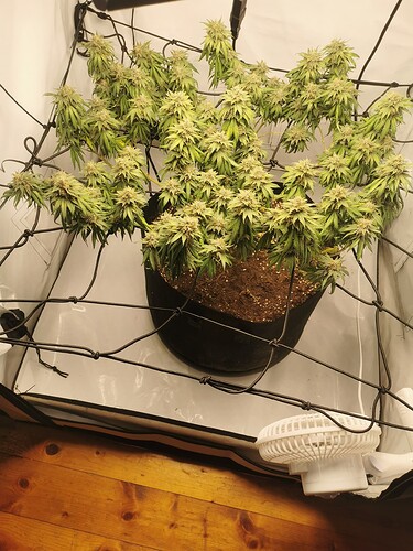 Growreport Bild 3