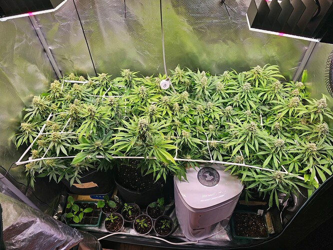 Growreport Bild 4