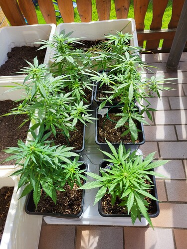 Growreport Bild 9