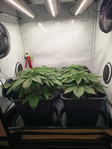 Growreport Bild 4