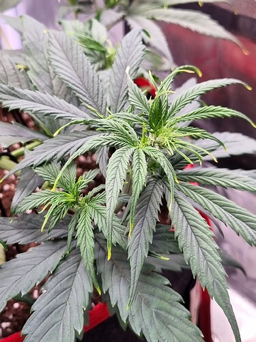 Growreport Bild 32