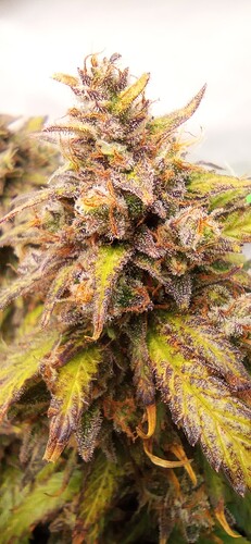 Growreport Bild 4