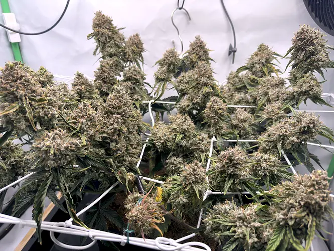 Growreport Bild 3
