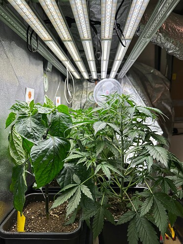 Growreport Bild 31