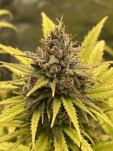 Growreport Bild 6