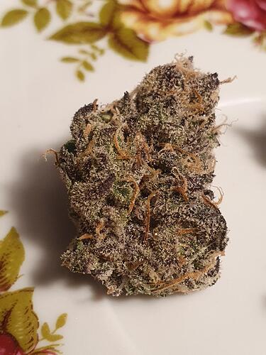 Growreport Bild 37
