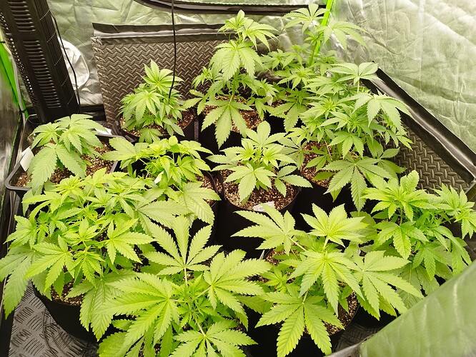 Mehrere junge Cannabispflanzen in Töpfen stehen dicht beieinander in einer Growbox. Die Pflanzen sind grün und zeigen deutliche Blätter.