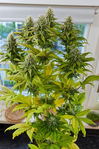 Growreport Bild 9