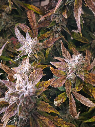 MVIMG_20251130_220457