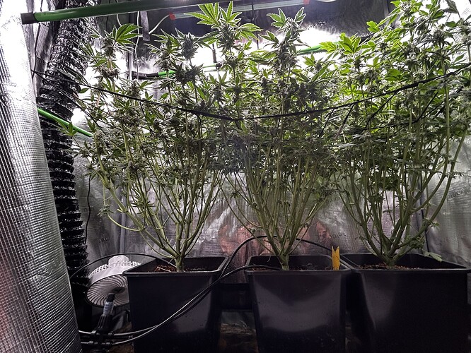 Growreport Bild 32