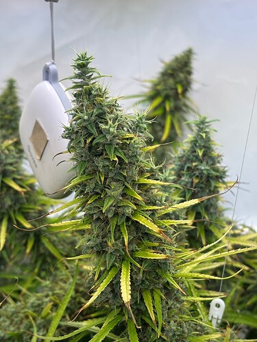 Growreport Bild 15