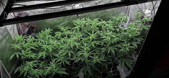 Growreport Bild 1
