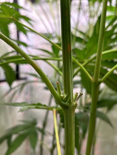 Growreport Bild 29