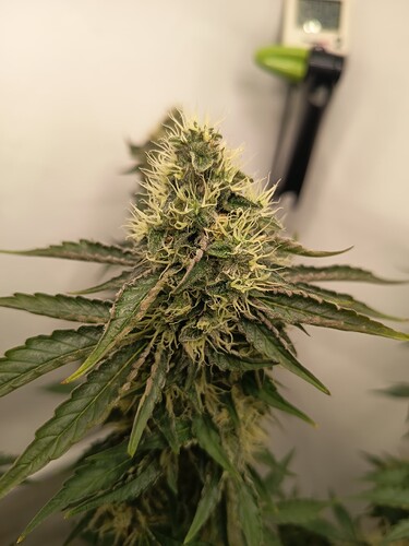 Growreport Bild 45