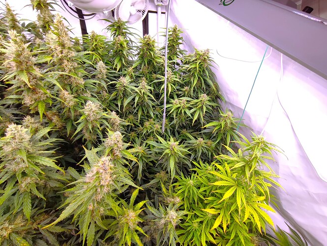 Growreport Bild 80