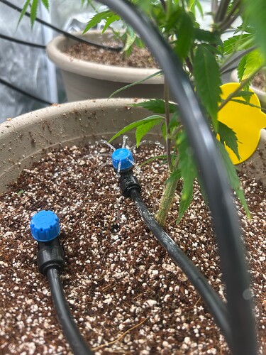 IMG_8637