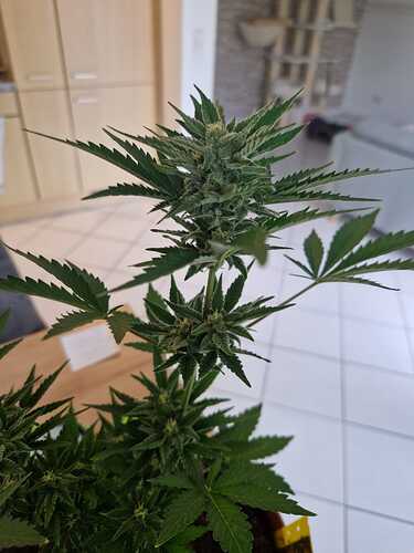 WhatsApp Image 2024-06-27 at 18.04.15 (1)